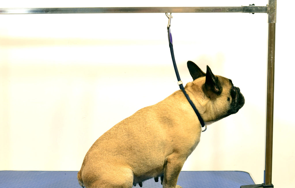 Dog grooming neck noose clearance
