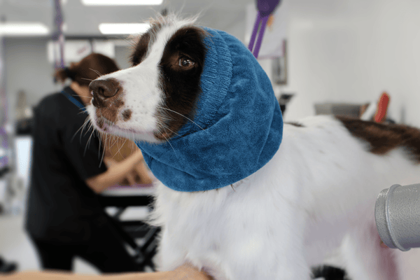 Dog Grooming Safety Snood 4-Pack